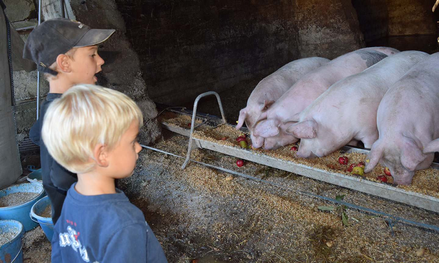 Animaux de la ferme bio