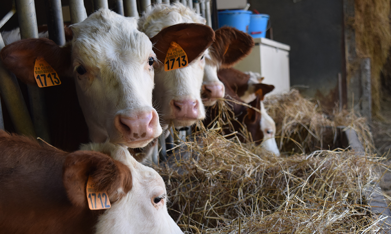 Veau Ferme Arbusigny